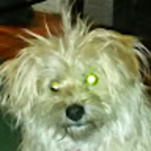 Meet your Posher, Shawn